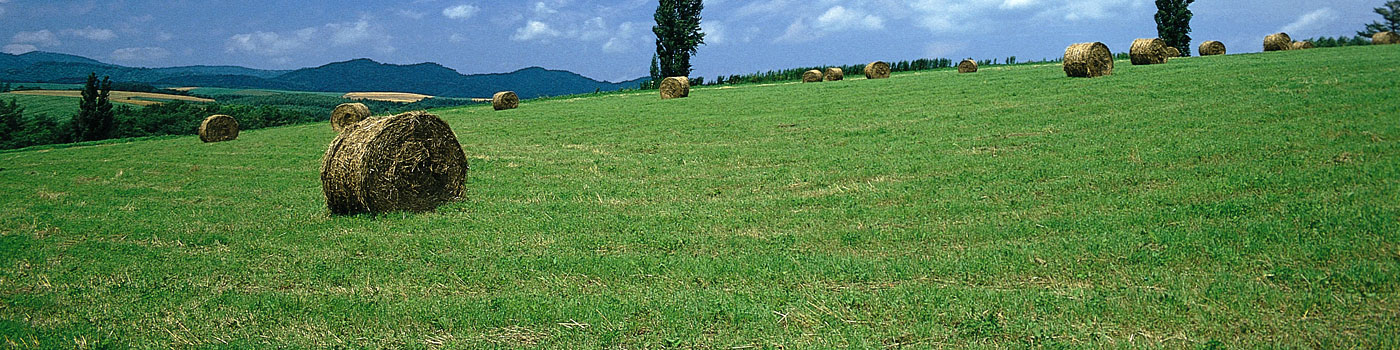 Hay Bale Field